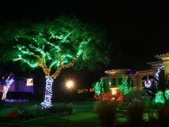 Boom met groene kerstverlichting